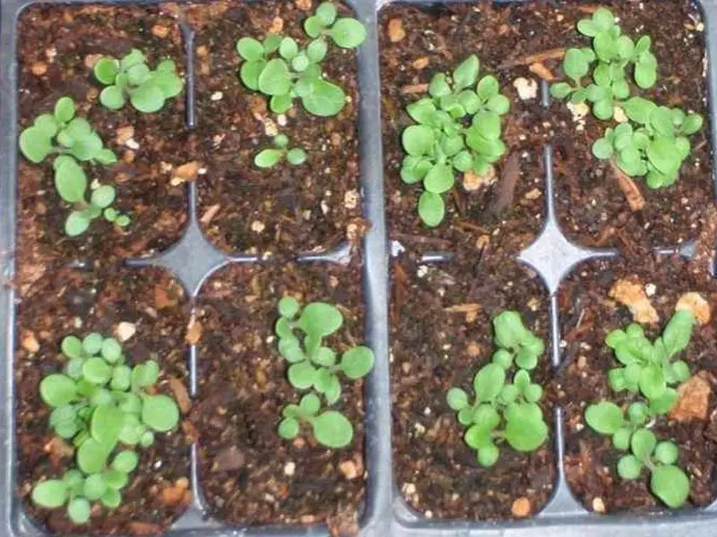 Salpiglossis Seedlings