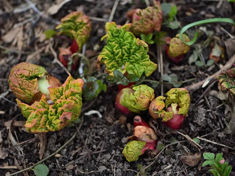 Rhubarb grows really fast, but it takes a lot of care