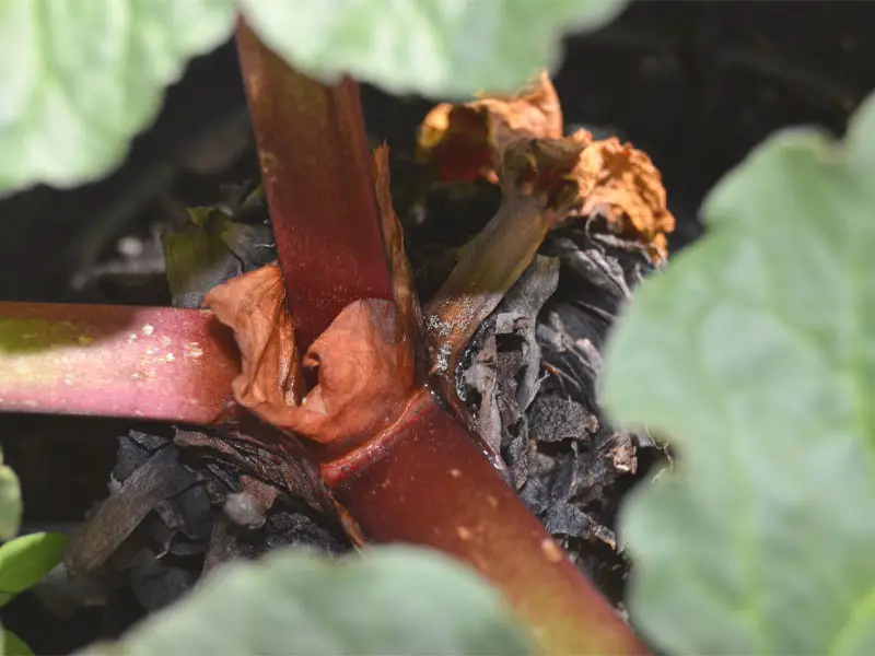 Crown Rot on Rhubarb