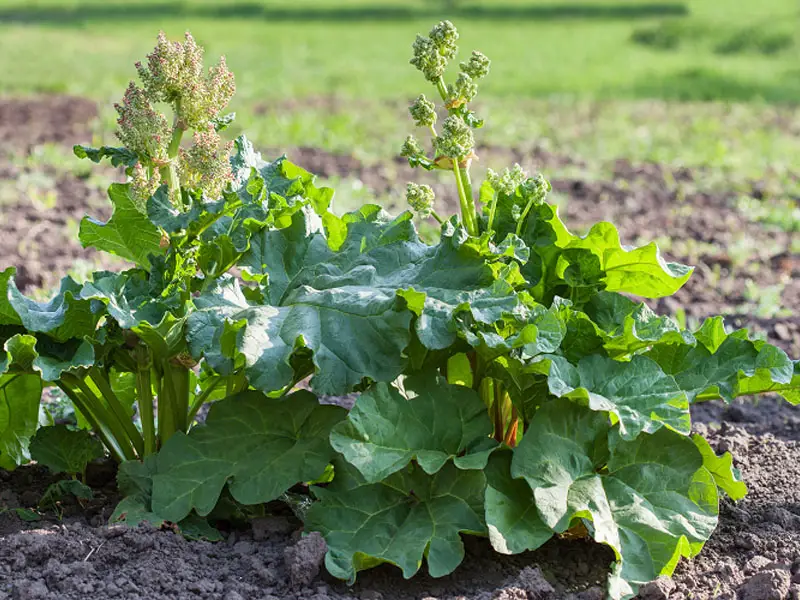 Rhubarb Flower