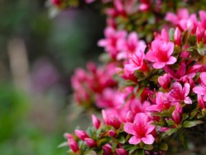 Pruning Azaleas