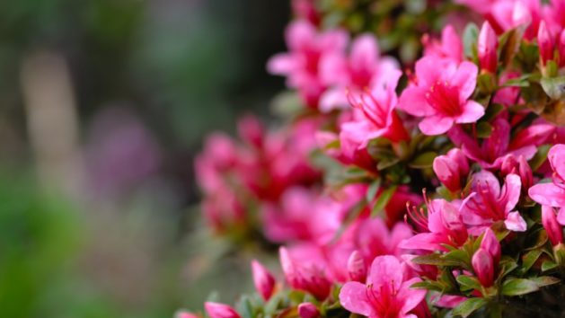 Pruning Azaleas