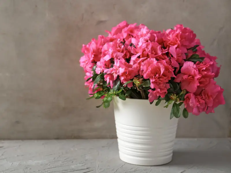 Pruning Azaleas