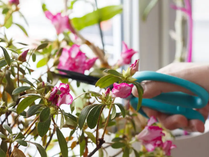 Pruning Azaleas