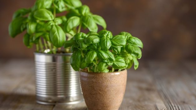 How to Prune Basil