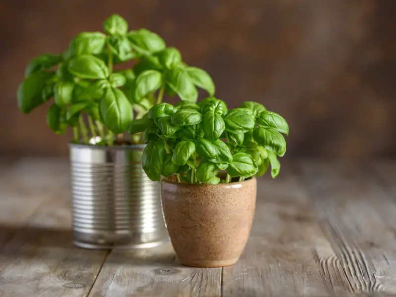 Pots with growing basil