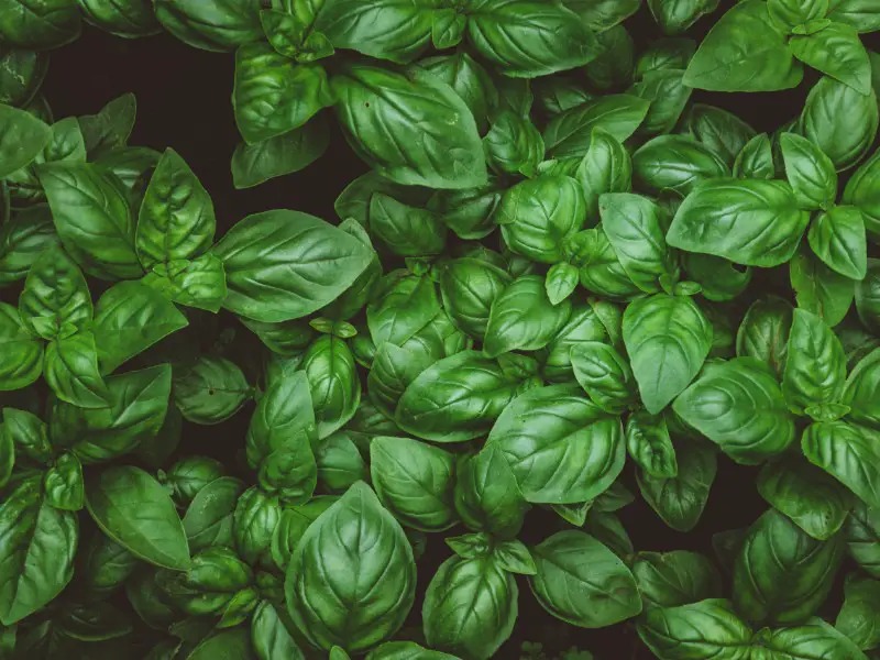 How to Prune Basil