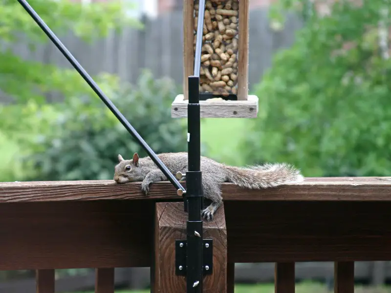 DIY Squirrel Feeders