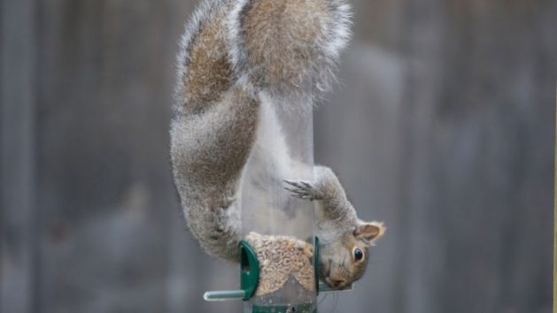 DIY Squirrel Feeders