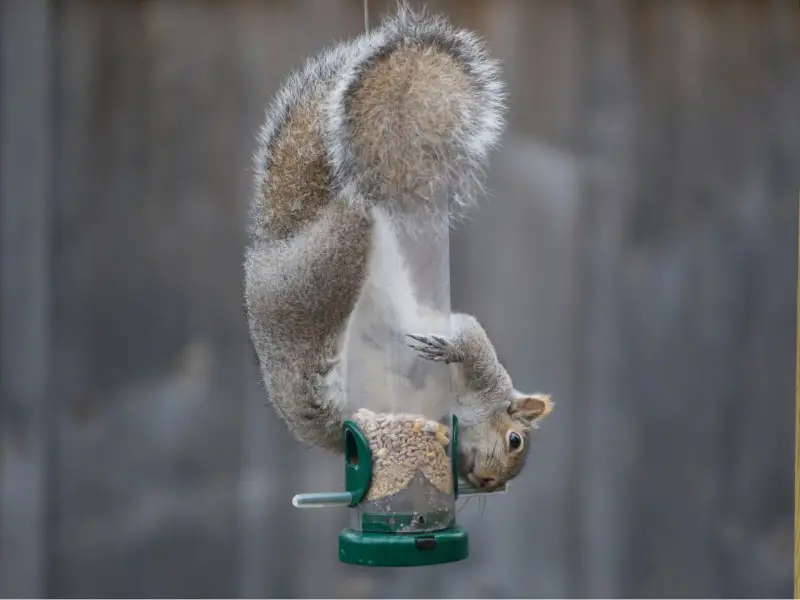 DIY Squirrel Feeders