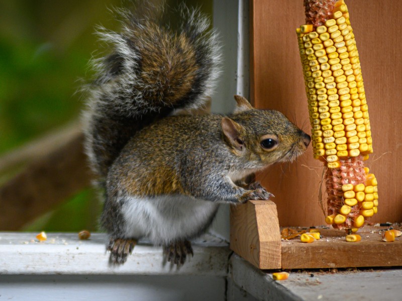 DIY Squirrel Feeders