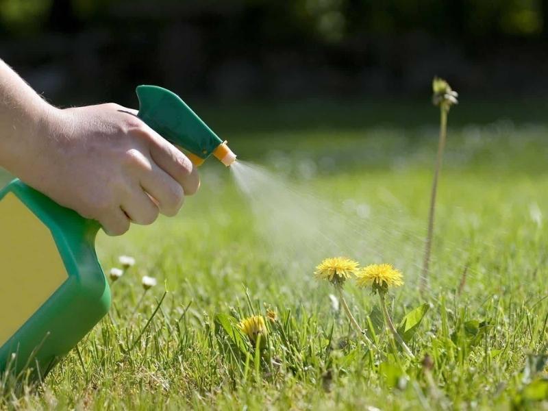 spraying natural weed killer to the flower