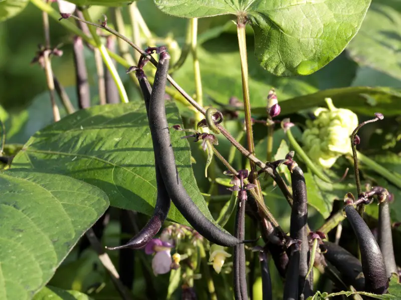 Bean Teepee