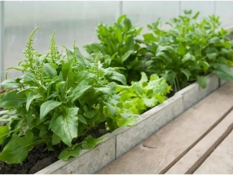 Benefits of Growing Spinach Indoors
