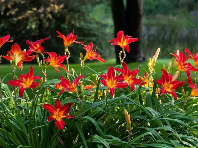 Beautiful Day lily