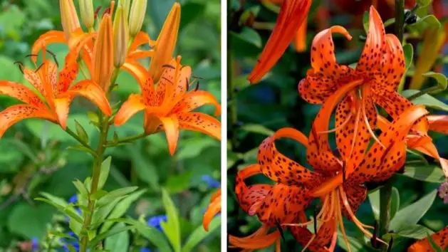 Daylily vs Tiger Lily