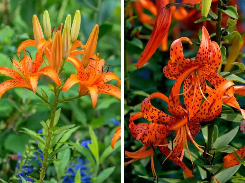 Are Daylilies And Tiger Lillies the Same Thing 