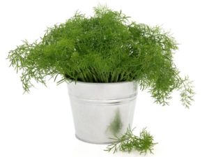 Dill