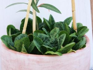 Growing Spinach Indoors