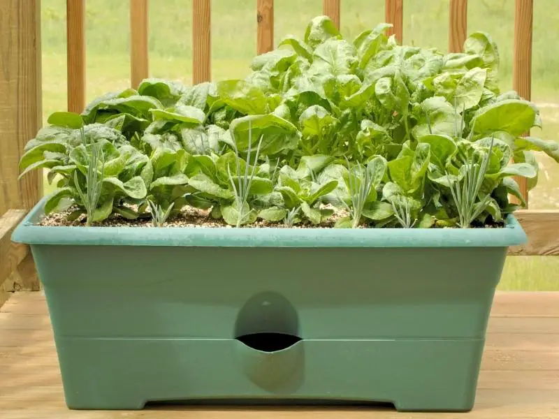 Growing Spinach in a container