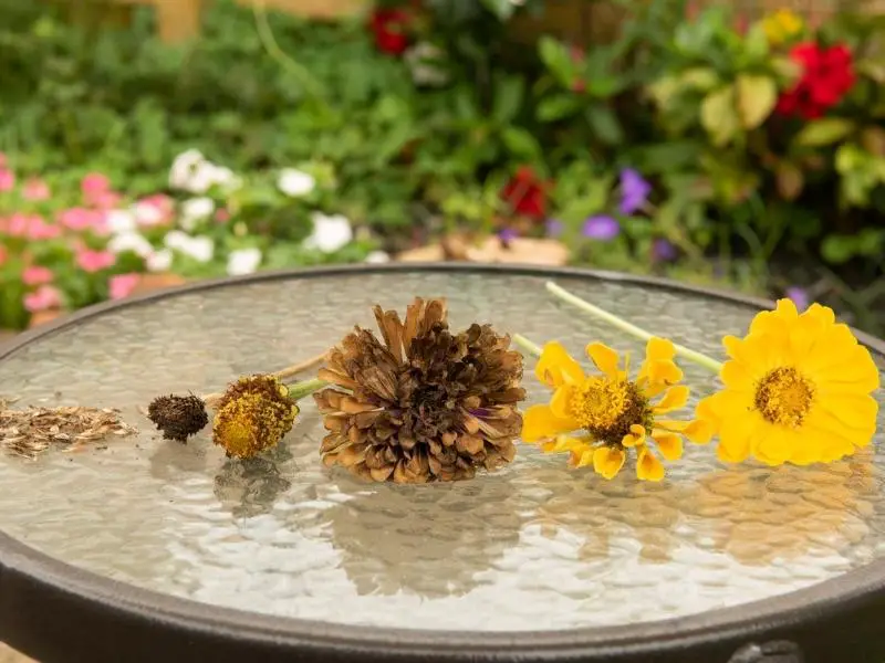 Harvesting Zinnia Seeds