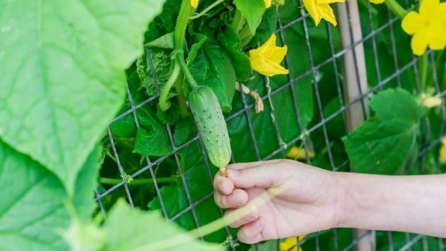 How to Grow Cucumbers Vertically