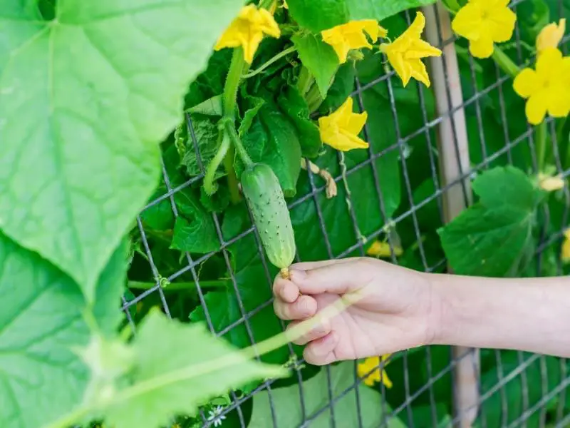 How to Grow Cucumbers Vertically