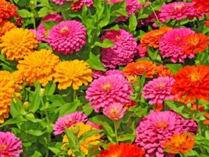 How to Harvest Zinnia Seeds