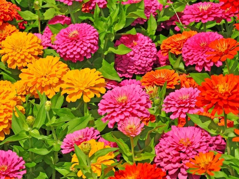 How to Harvest Zinnia Seeds