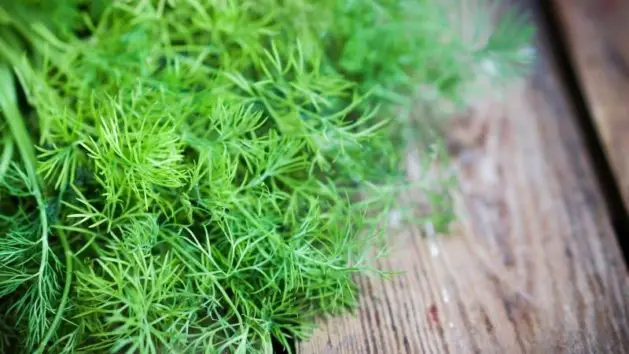 How to Prune Dill