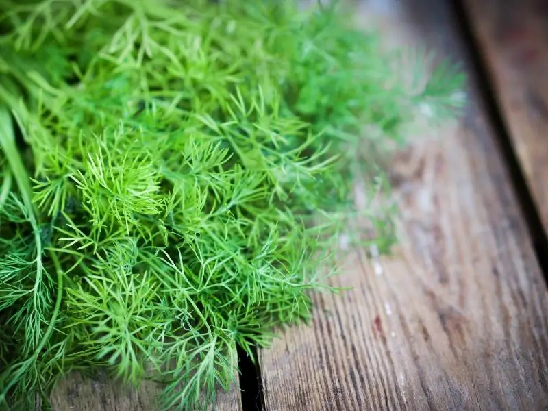 How to Prune Dill