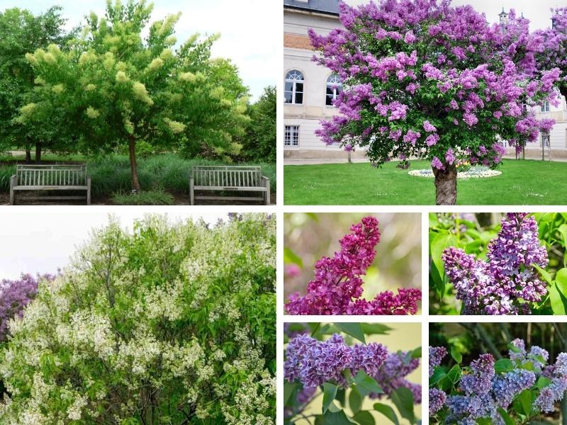 Lilac Varieties