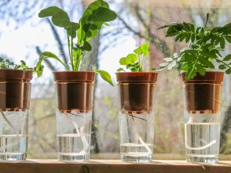 Self Watering Planter Cup and String