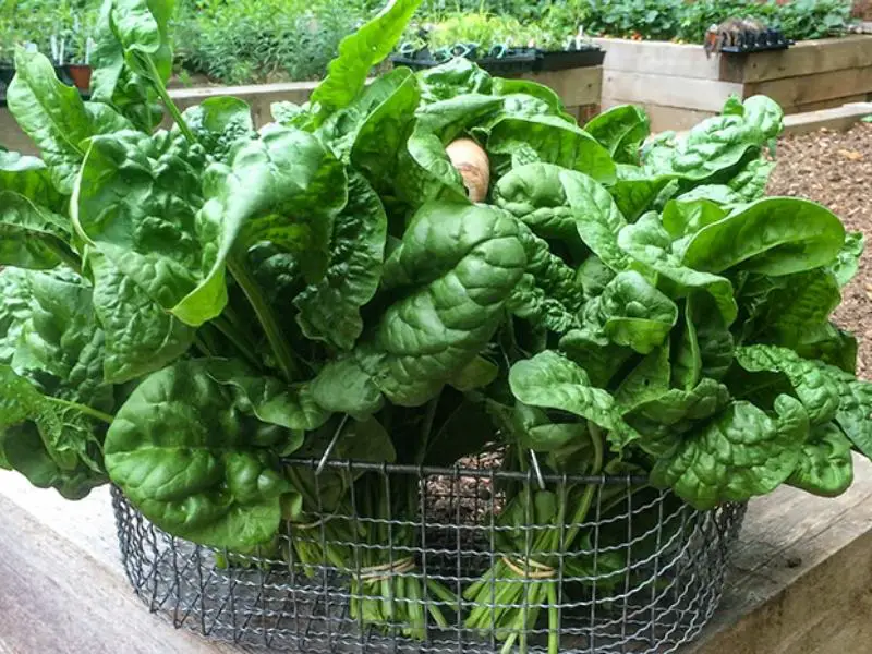 freshly harvested spinach