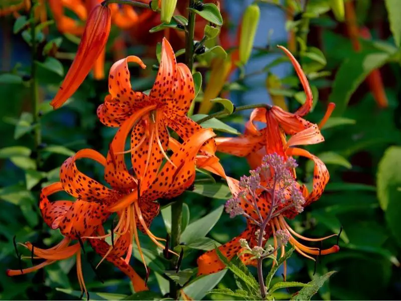 Tiger lily