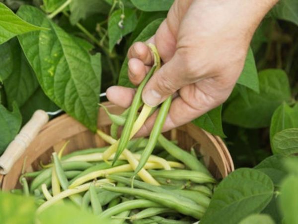 When to Pick Green Beans | Family Food Garden