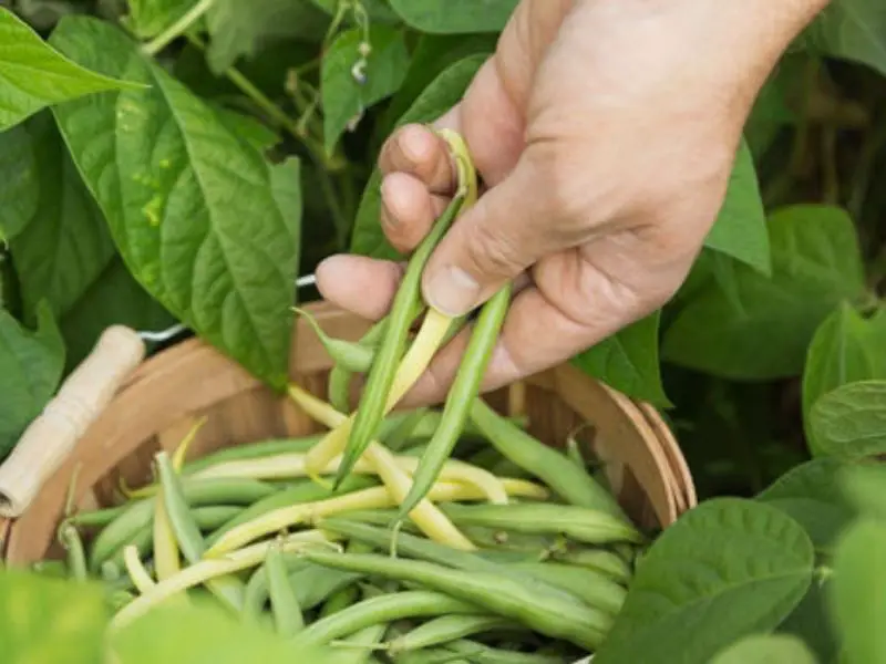 Tips For Harvesting Green Beans