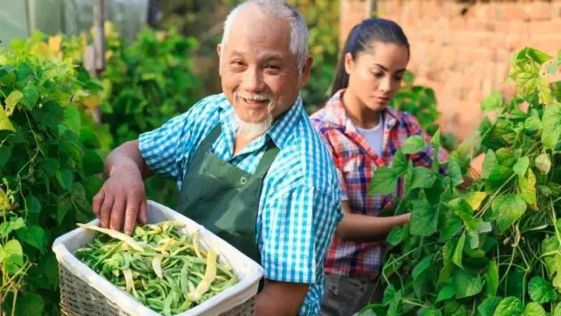 When to Pick Green Beans