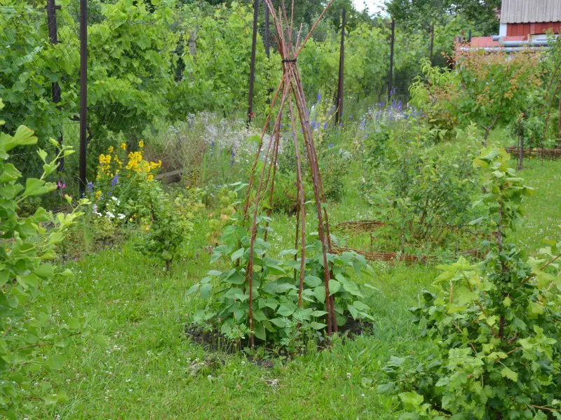 Bean Teepee