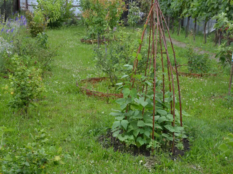 Bean Teepee