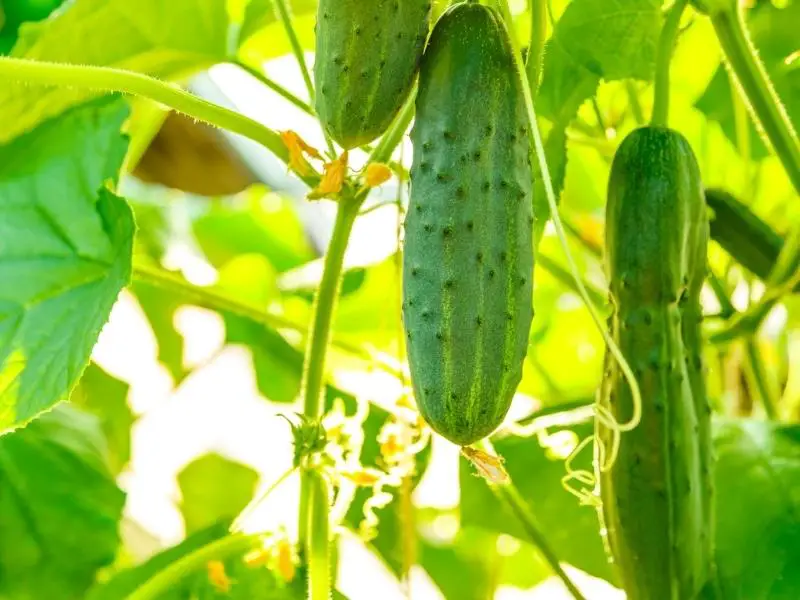 benefits of growing cucumber vertically