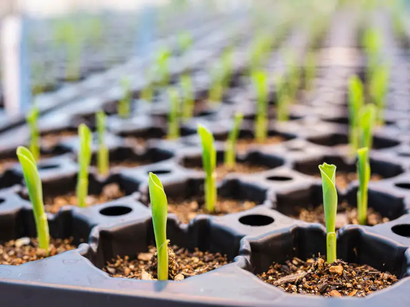 Growing Corn