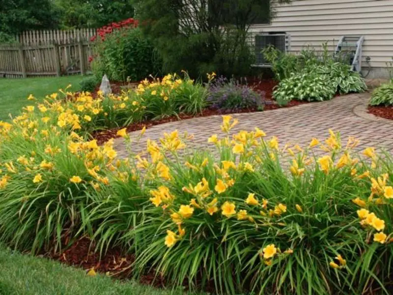 day lilies in garden