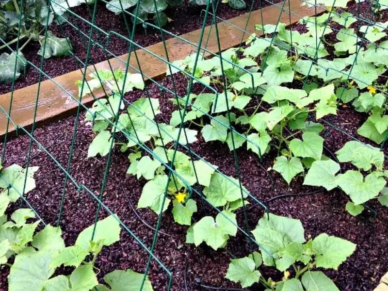 growing cucumber vertically