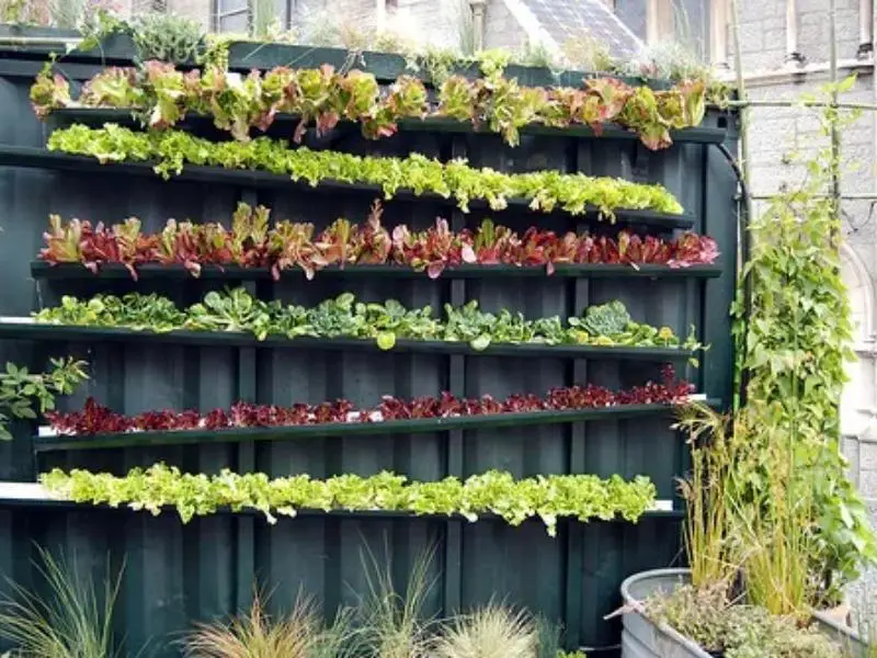 different plant on a gutter garden