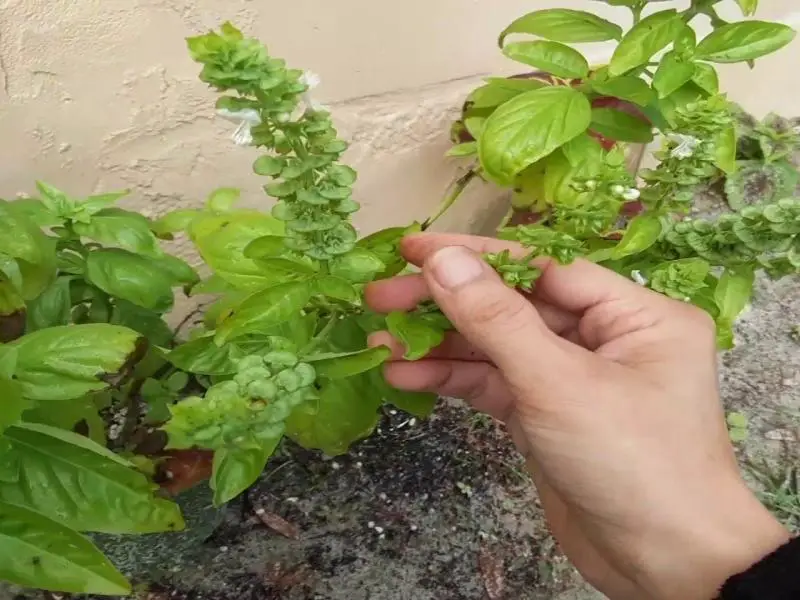 harvesting basil seeds expert way