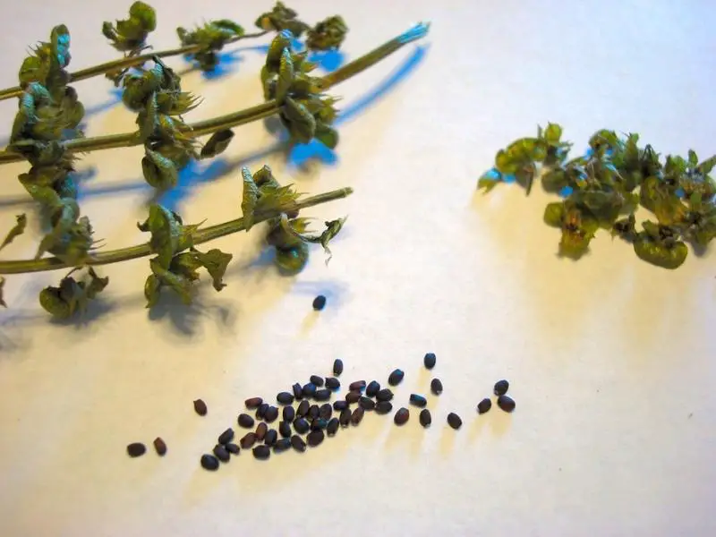 harvesting basil seeds