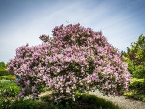 lilac tree