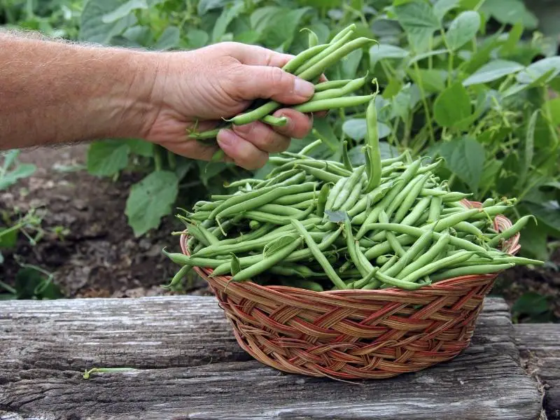 picking green beans
