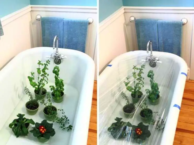 plants on a bathtub